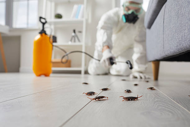 Affordable Termite Control solutions in Mount Sterling, IL